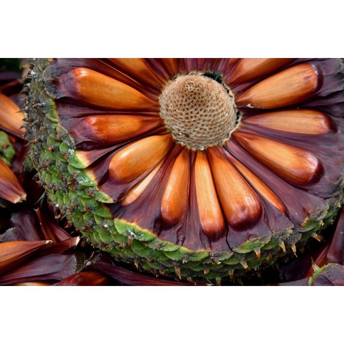 Pinhão Orgânico 500g