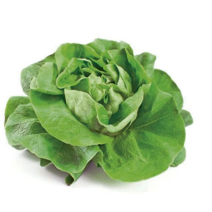 Alface Lisa Orgânica