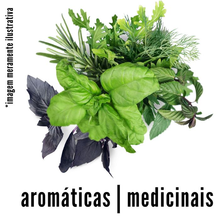 Maço de Ervas Aromáticas & Medicinais