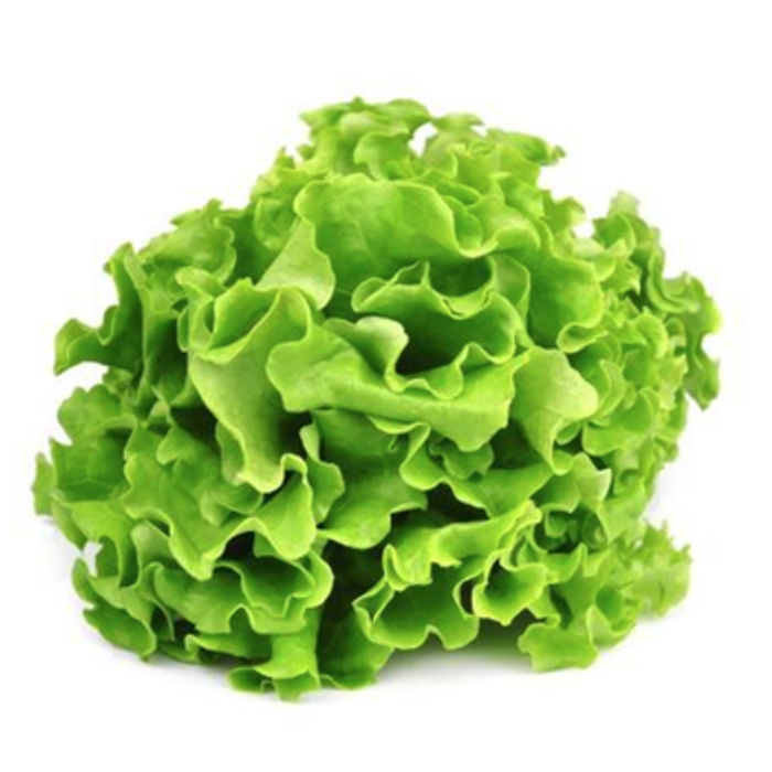 Alface Mimosa Verde Orgânica