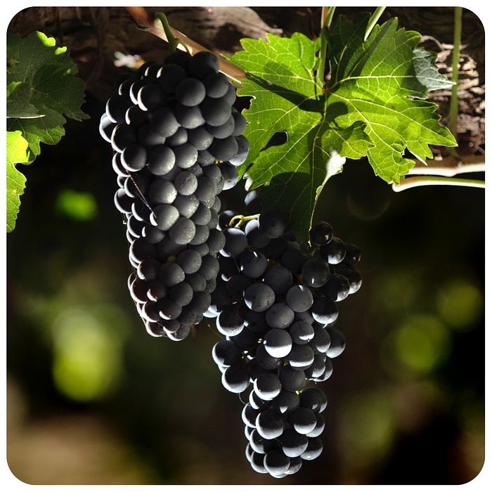 Uva Vitória sem semente  ± 500 g