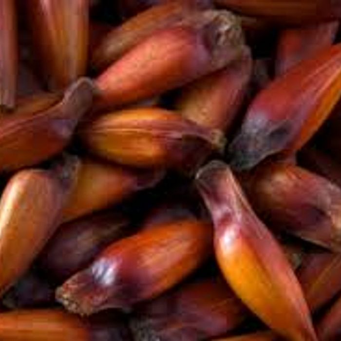 Pinhão ± 500 g