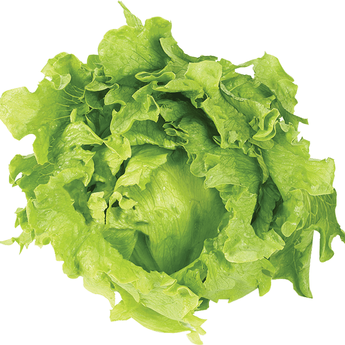 Alface Americana - da Chácara