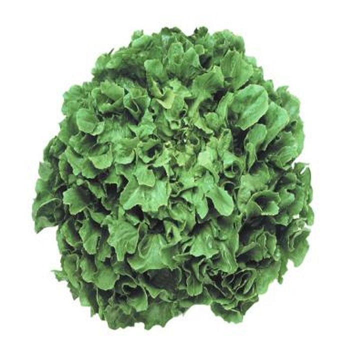 Escarola Crespa - Fuentes