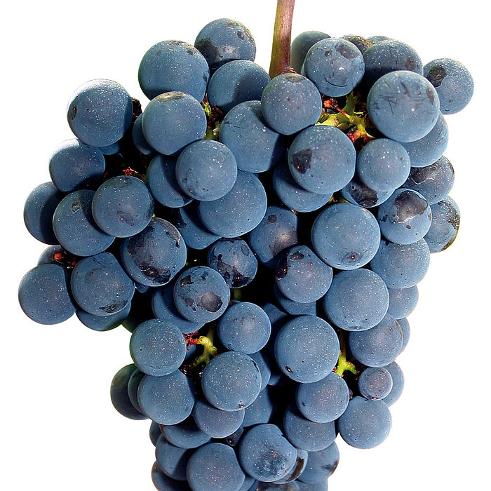 Uva Isabel bdj ± 500 g