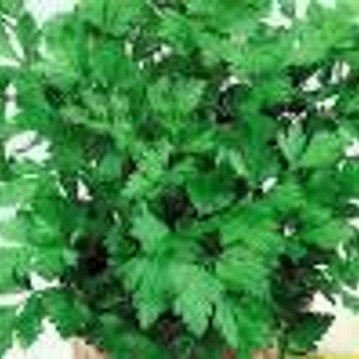 Salsa / Salsinha - Fuentes