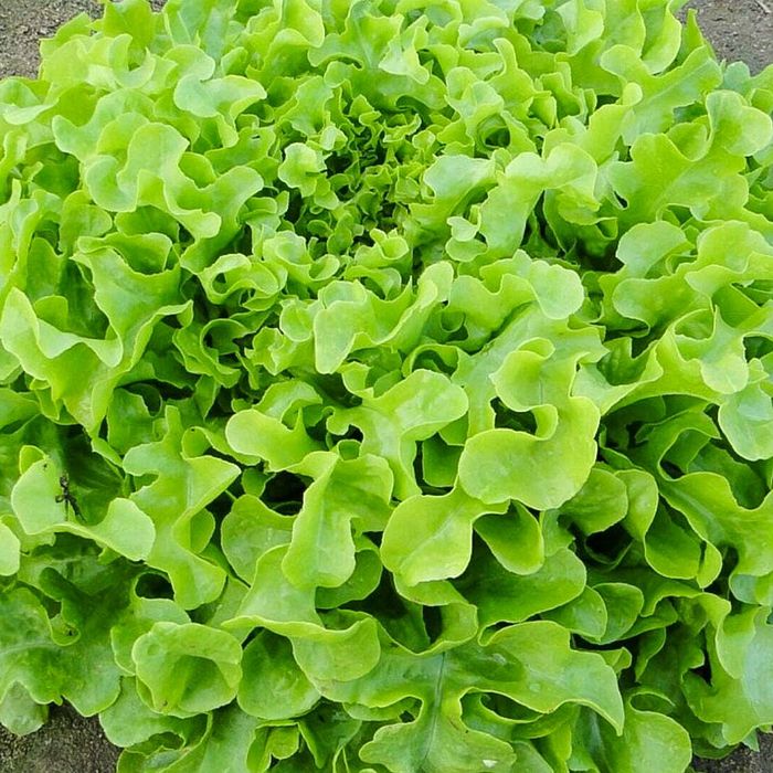 Alface Mimosa - Fuentes