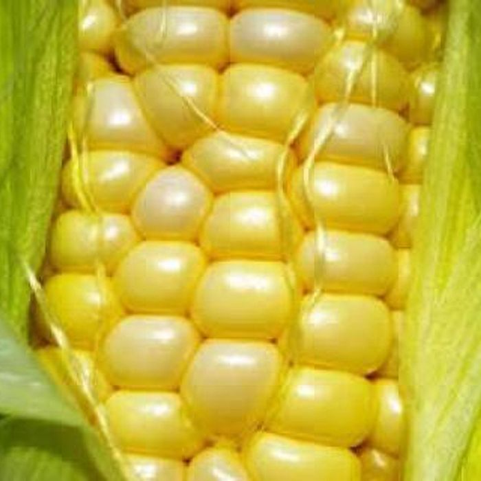 Milho Verde  ±1 kg ou 4 espigas