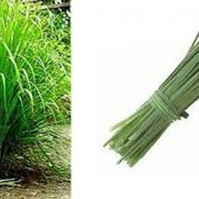 Erva Cidreira / Capim Santo - refresca no calor