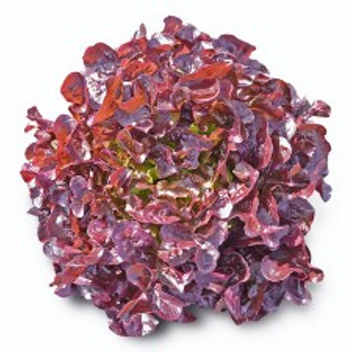Alface Mimosa Roxa Orgânica (un.)