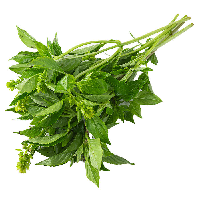 Manjericão Orgânico