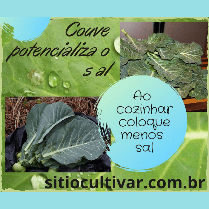 Couve Orgânica Lavada e Picada
