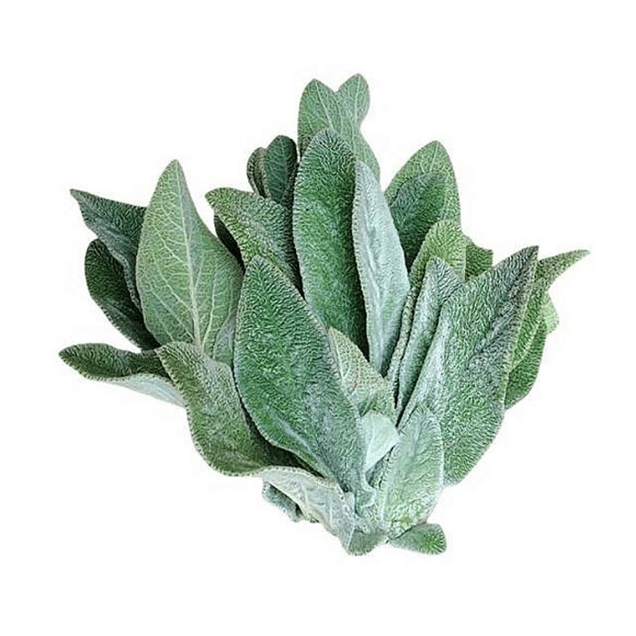 Peixinho da Horta Orgânico