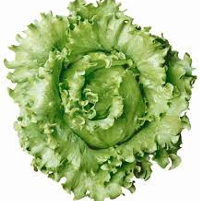 Alface Americana Orgânica