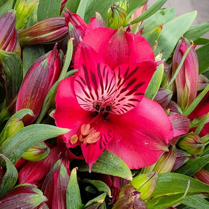 Buquê de Flores Astromelia Vermelha