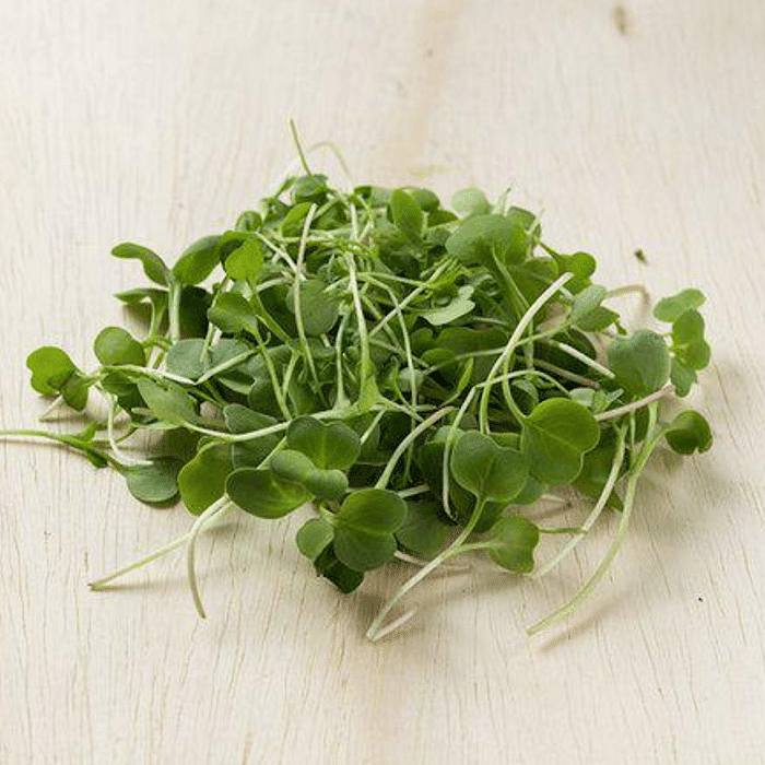 Brotos de Rabanete Orgânico