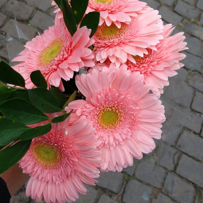 Buquê de Flores Gérbera Rosa