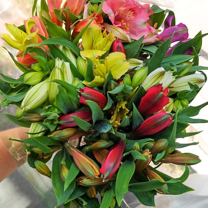 Buquê de Flores Astromelia Mix de Cores