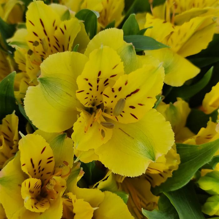 Buquê de Flores Astromelia Amarela