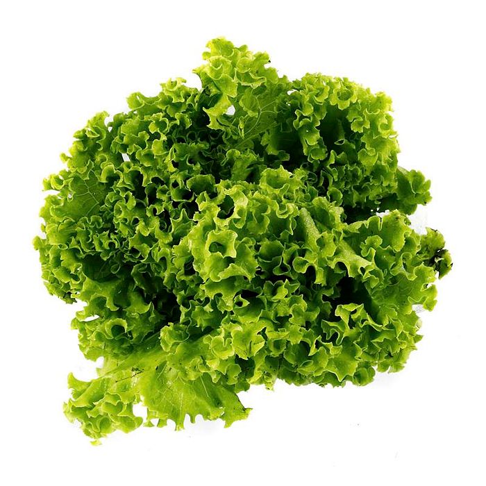Alface Crespa Verde Orgânica