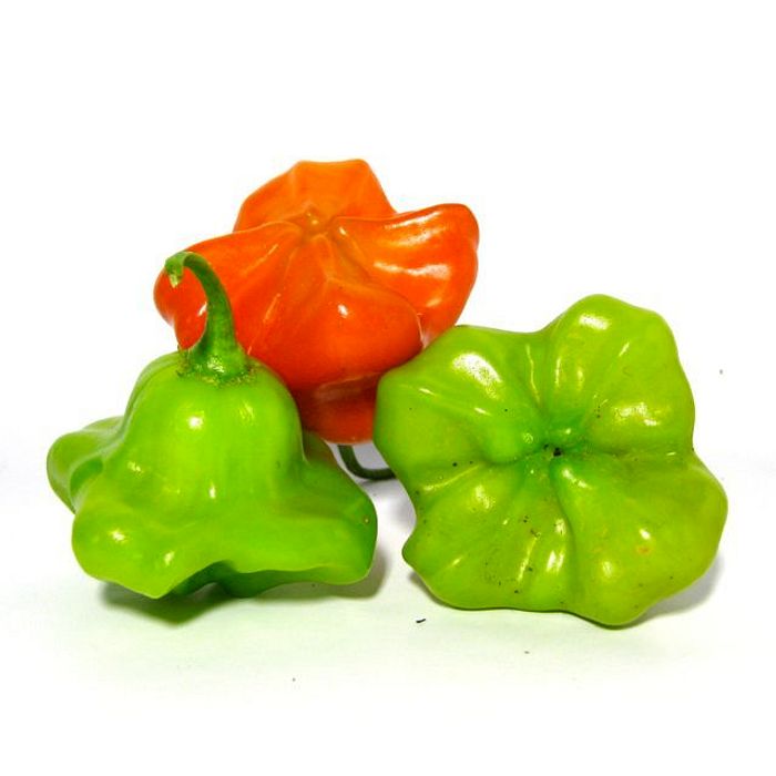 Pimenta Cambuci Orgânica (Chapéu de Bispo)