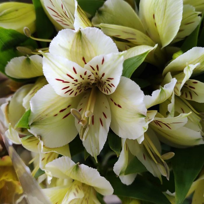 Buquê de Flores Astromelia Branca