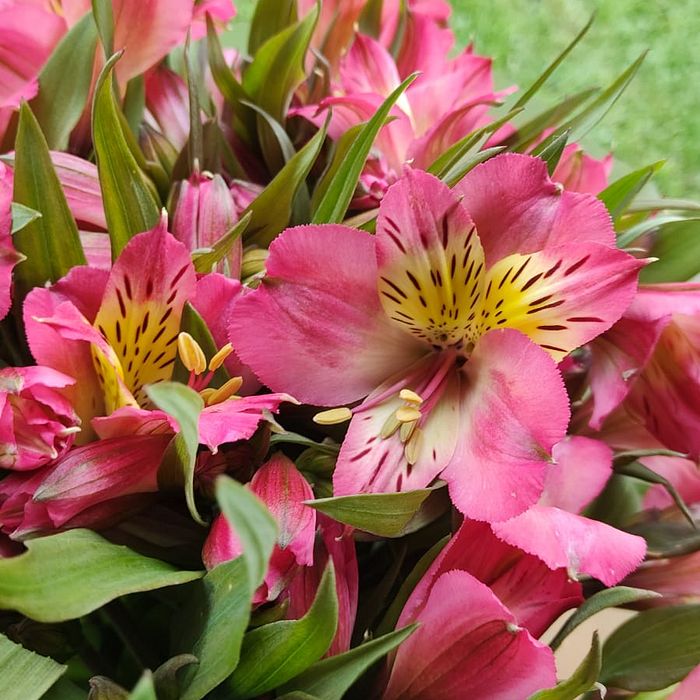 Buquê de Flores Astromelia Rosa