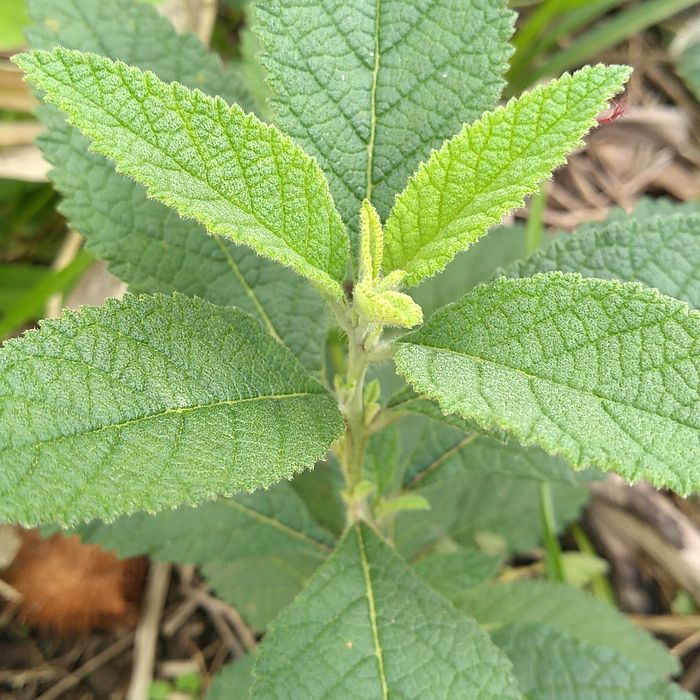 Erva  Baleeira Orgânica