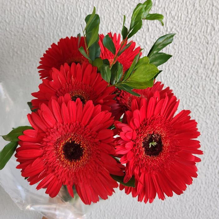 Buquê de Flores Gérbera Vermelha