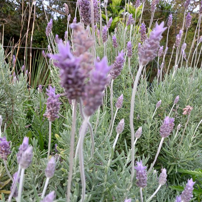 Lavanda