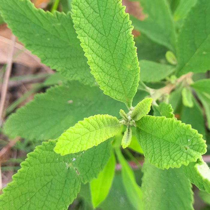 Erva baleeira (para chás e tempero)