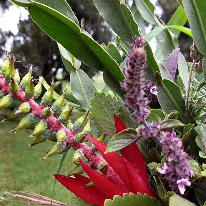 Buquê vibracional de ervas 💚