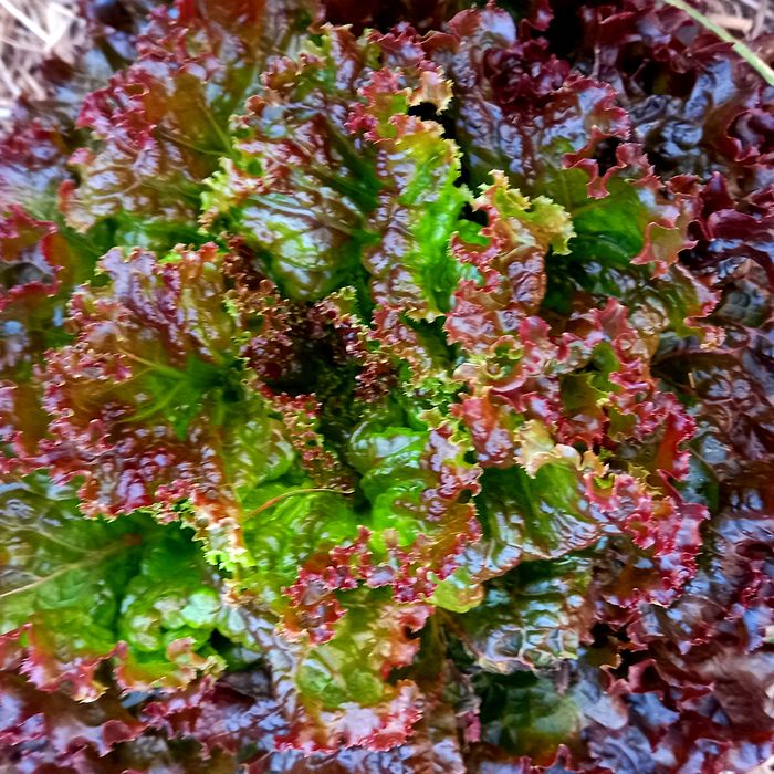 Salada higienizada de alface crespa roxa (150g)