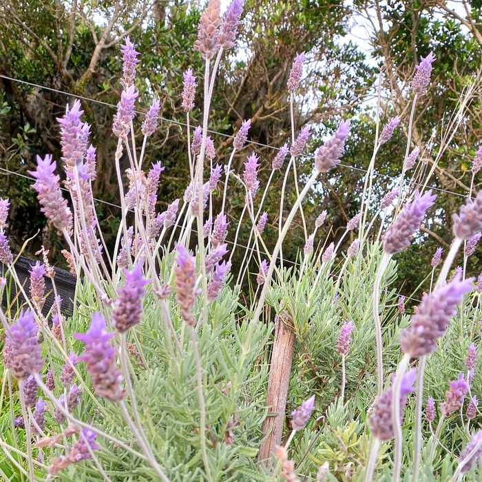 Lavanda