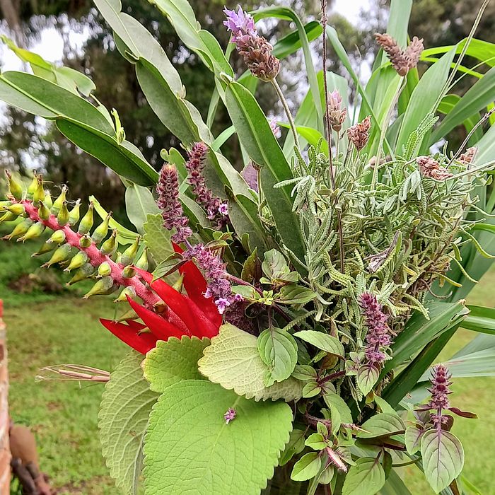 Buquê vibracional de ervas 💚