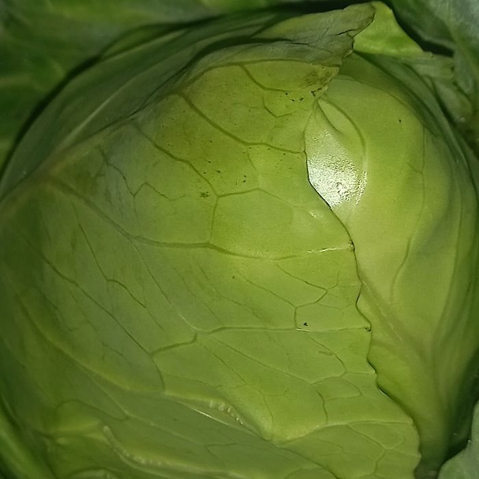 Repolho coração de boi