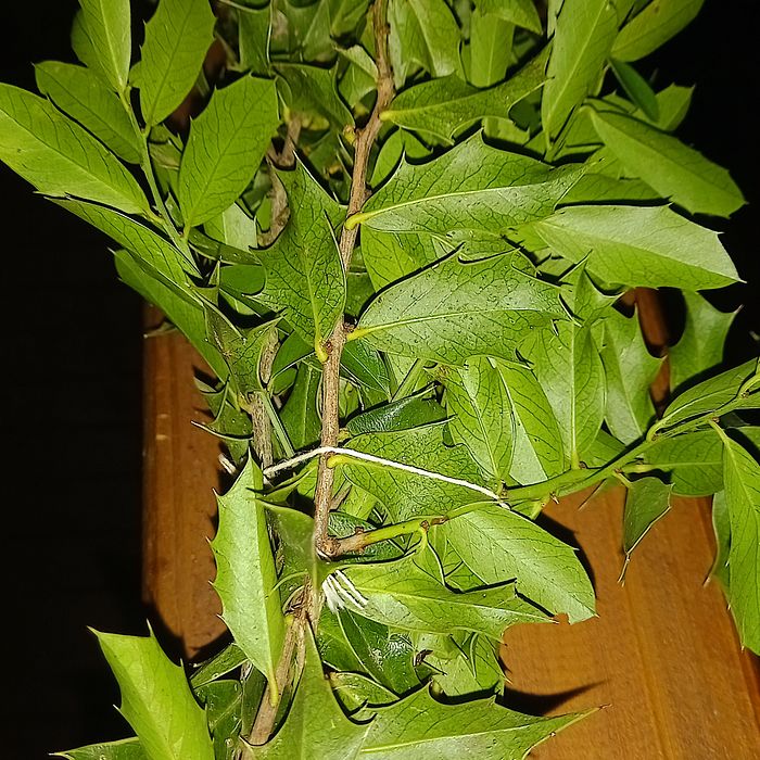 Espinheira santa