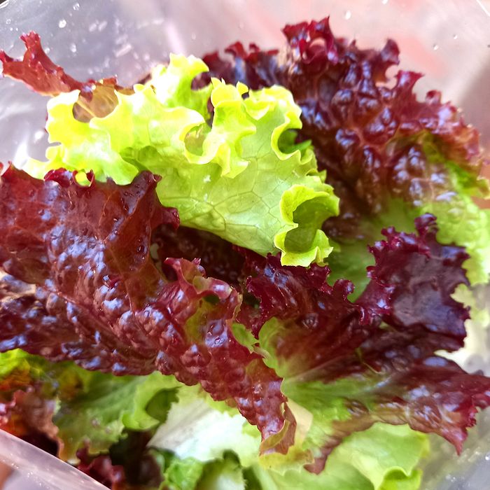 Salada higienizada de alfaces verde e roxa (150g)