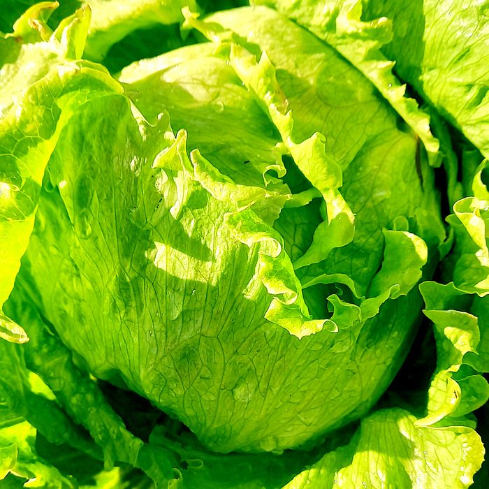 Salada higienizada de alface americana (150g)