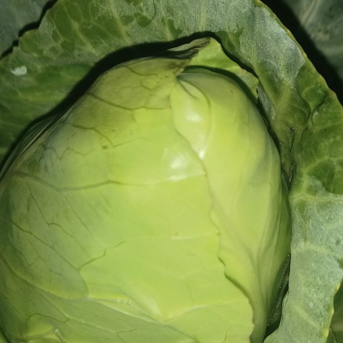 Repolho coração de boi