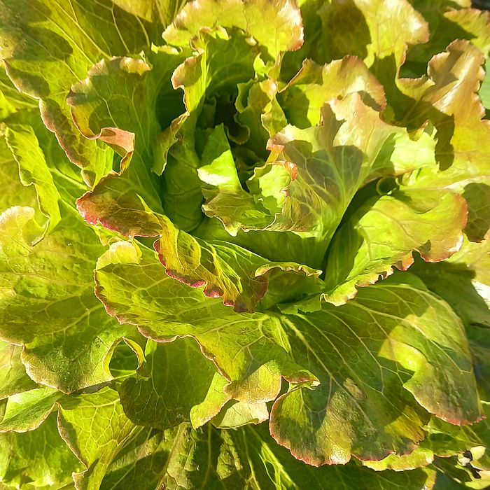 Alface americana roxa