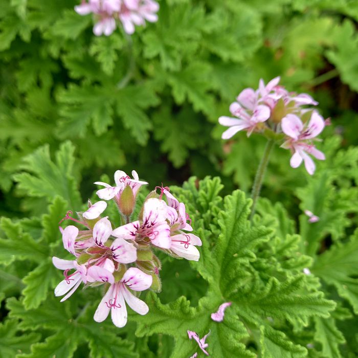 Malva cheirosa
