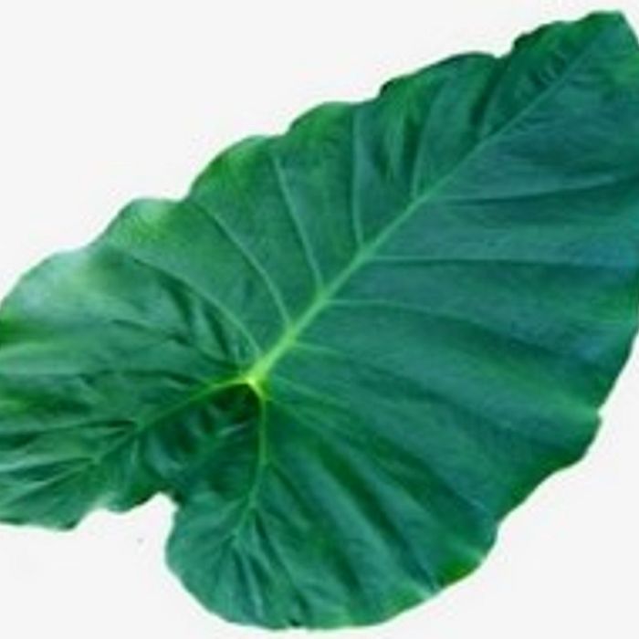 Taioba (similar à couve)