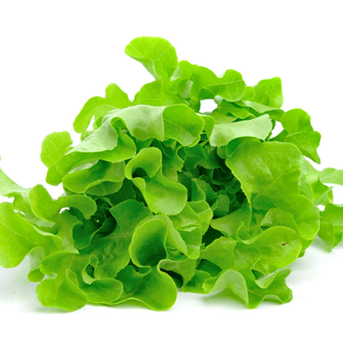 Alface Mimosa Orgânica (PEQUENA)