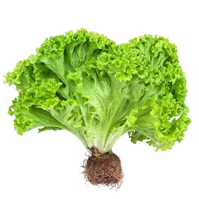 Alface Crespa Orgânico