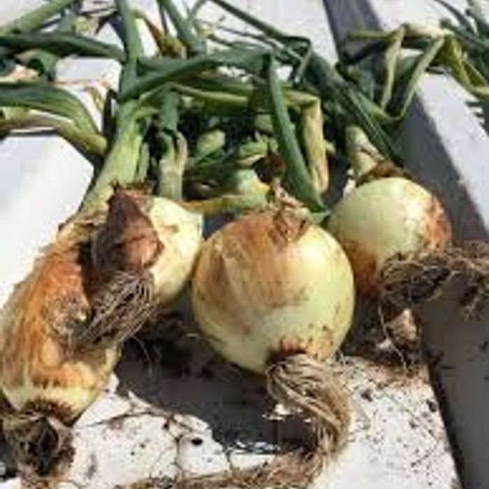 Cebola Branca de Rama - Maço