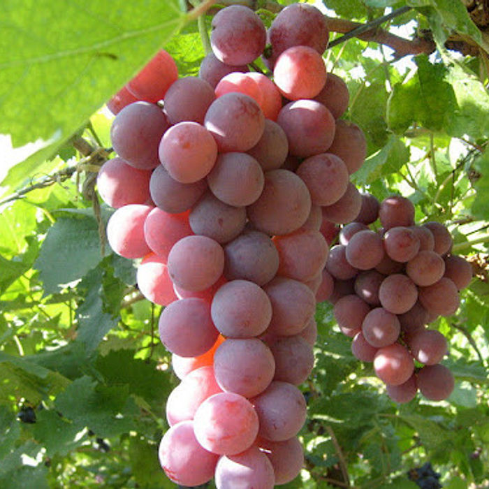 Uva Vitoria sem semente Orgânica -  Bandeja