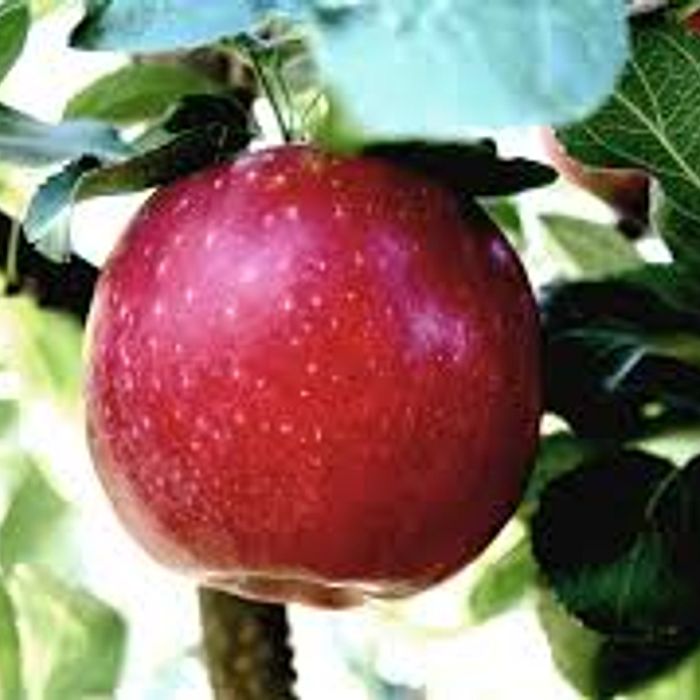 Maça Gala Orgânica - em média 500 Gramas