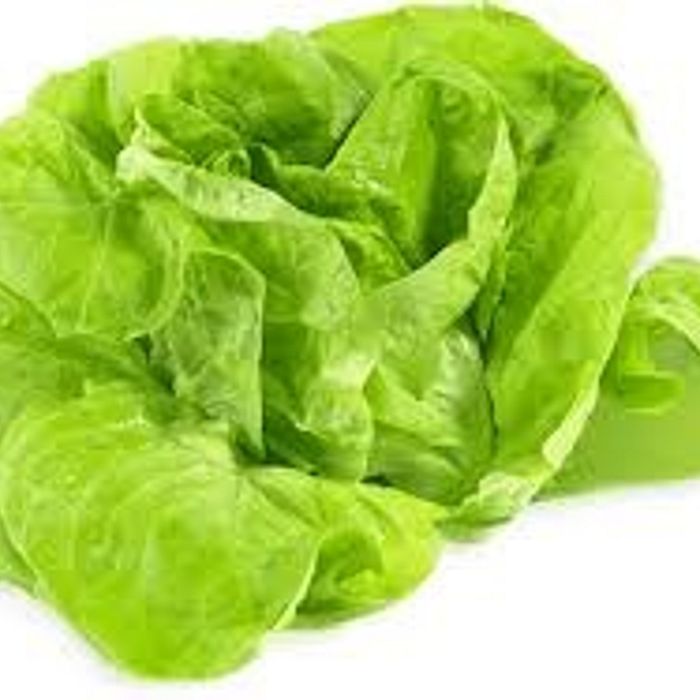 Alface Lisa Orgânico