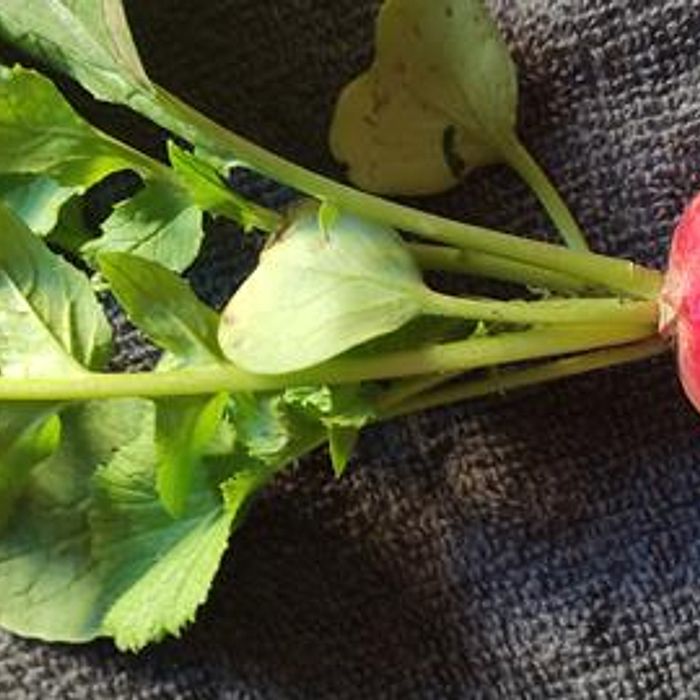 Rabanete Orgânico - RAMA